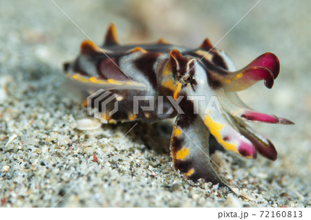 蘭の花の様に見える、色鮮やかな小さなハナイカ|水中写真 蘭の花の様に見える、色鮮やかな小さなハナイカ|水中写真 72160813