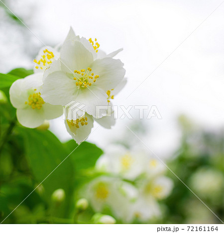 Twig with white jasmine flower in spring 72161164