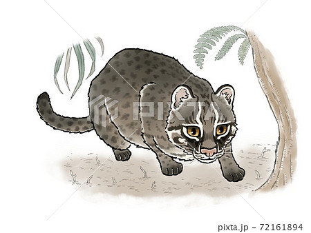 Iriomote Cat Aiming For Prey Stock Illustration