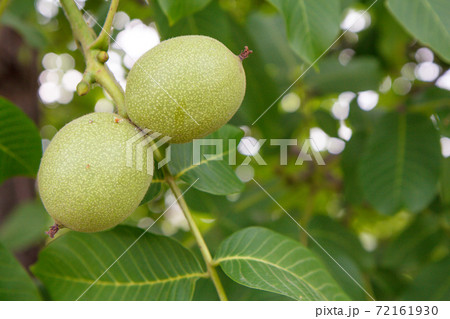 Branch of walnut tree with unripe nuts in the garden. 72161930