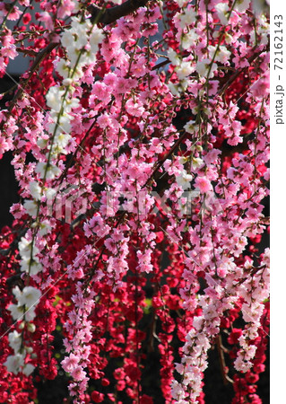 三色の枝垂れ花桃 三色の枝垂れ花桃 72162143