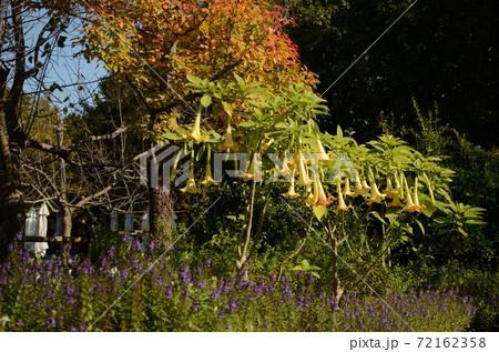 秋の花:エンジェルトランペット 秋の花:エンジェルトランペット 72162358