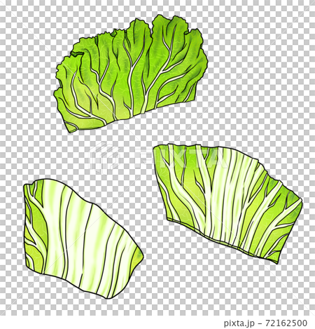 野菜2 3 白菜 主線あり 鍋 弁当 料理画像にも使えます 組合せシリーズのイラスト素材