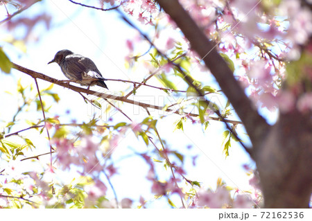 河津桜とヒヨドリ 河津桜とヒヨドリ 72162536