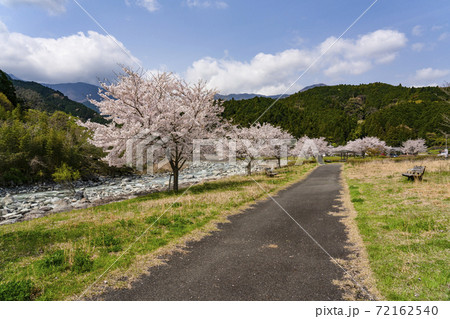 川沿いの桜並木（戸栗川親水公園） 72162540