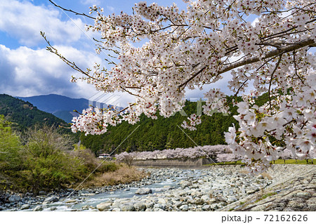 川沿いの桜並木（戸栗川親水公園） 72162626