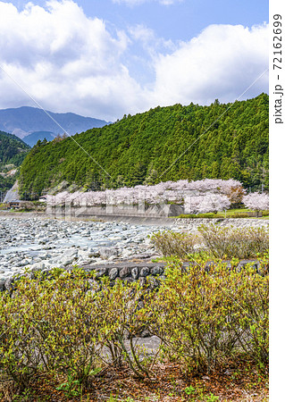 川沿いの桜並木(戸栗川親水公園) 川沿いの桜並木(戸栗川親水公園) 72162699