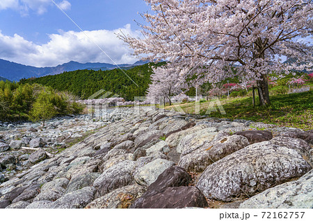 川沿いの桜並木（戸栗川親水公園） 72162757