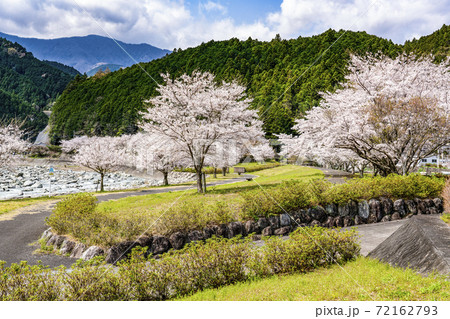 川沿いの桜並木（戸栗川親水公園） 72162793