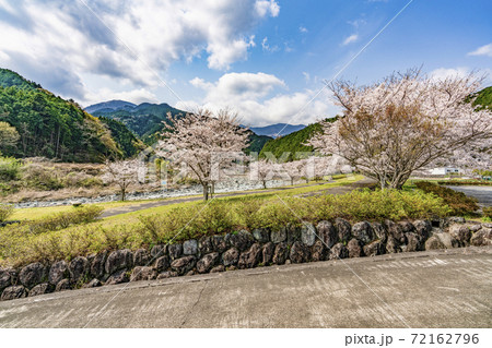 川沿いの桜並木（戸栗川親水公園） 72162796