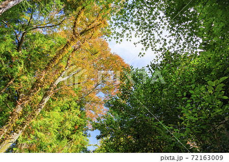 吉野山　紅葉 72163009