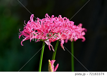 ピンクの彼岸花 リコリスの写真素材