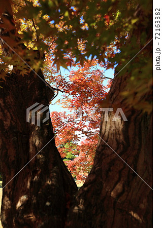 紅葉を覗く 72163382