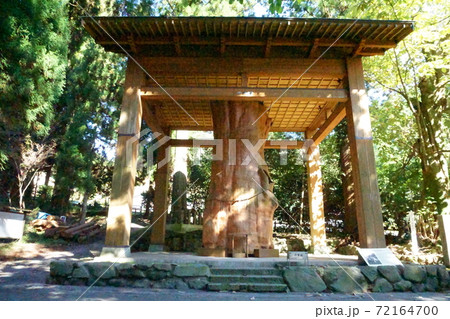 手野の杉 手野の杉 72164700
