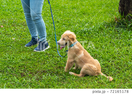 Little golden retriever puppy wearing dog leash sitting on grass Little golden retriever puppy wearing dog leash sitting on grass 72165178