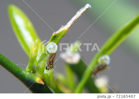 ナミアゲハ(アゲハ)の幼虫(孵化後) ナミアゲハ(アゲハ)の幼虫(孵化後) 72165407