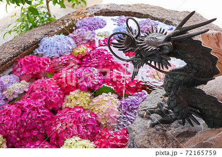 別小江神社 手水に浮かぶ紫陽花 愛知県名古屋市 の写真素材