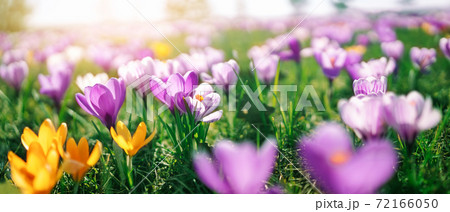 Closeup view of the spring flowers in the park Closeup view of the spring flowers in the park 72166050