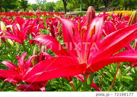千種公園、満開のユリ〈愛知県名古屋市〉 72166177