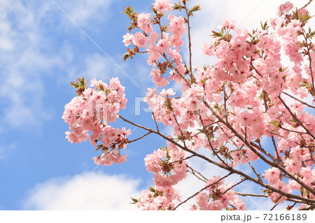 桜 72166189