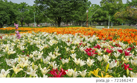 千種公園、満開のユリ〈愛知県名古屋市〉 72166247