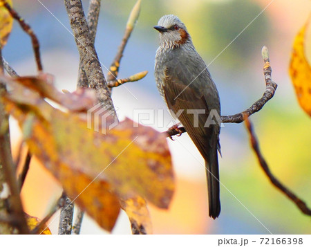 枝に溜まっているヒヨドリ 枝に溜まっているヒヨドリ 72166398