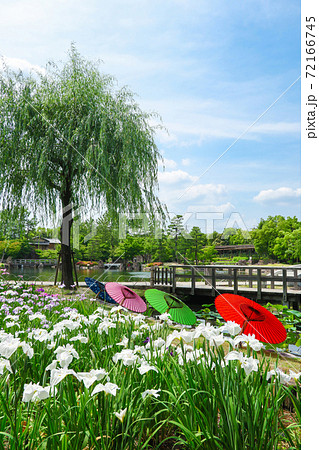 徳川園、花菖蒲と和傘〈愛知県名古屋市〉 72166745