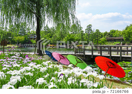 徳川園、花菖蒲と和傘〈愛知県名古屋市〉 72166766