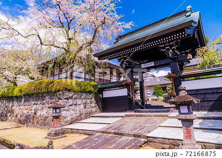 静岡県 大石寺 境内の桜の写真素材