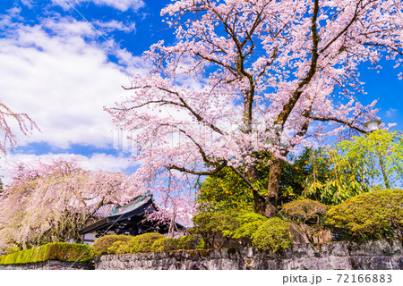 （静岡県）大石寺　境内の桜 72166883