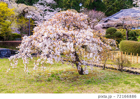 (静岡県)大石寺 境内の桜 (静岡県)大石寺 境内の桜 72166886
