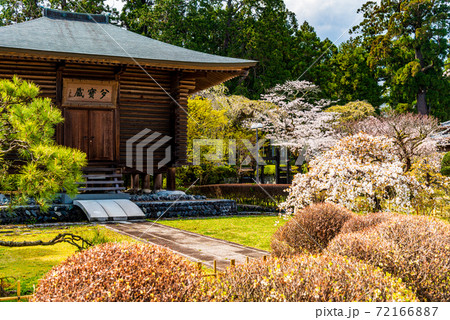 （静岡県）大石寺　境内の桜 72166887