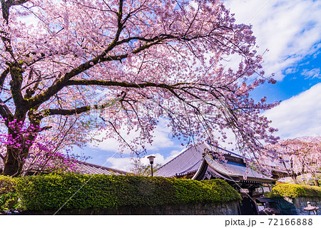 静岡県 大石寺 境内の桜の写真素材