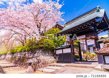 (静岡県)大石寺 境内の桜 (静岡県)大石寺 境内の桜 72166890