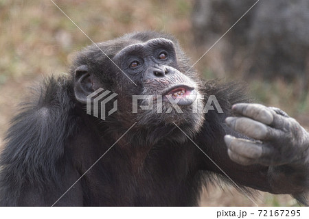 表情豊かなチンパンジーの写真素材
