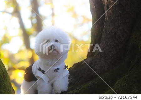 もふもふした犬 もふもふした犬 72167544