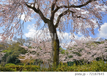 ≪京都 亀岡 南郷公園の桜≫ 明智光秀ゆかりの地 春イメージ ≪京都 亀岡 南郷公園の桜≫ 明智光秀ゆかりの地 春イメージ 72167645