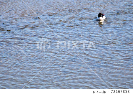 川を泳ぐカワアイサ オス 川を泳ぐカワアイサ オス 72167858