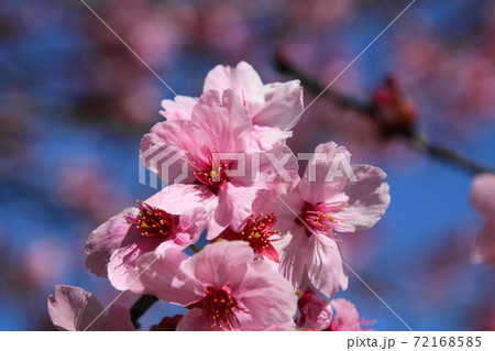桃花色のきれいな桜 72168585