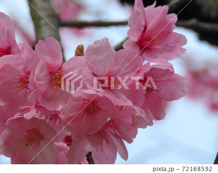 桃花色のきれいな桜 桃花色のきれいな桜 72168592