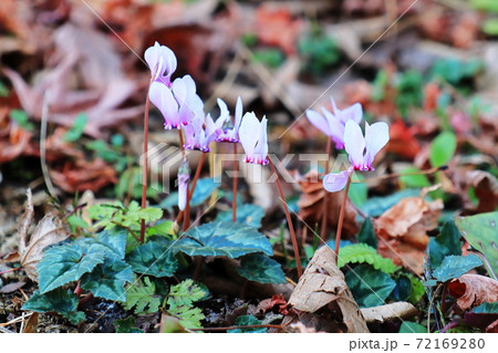 秋咲きシクラメン 72169280