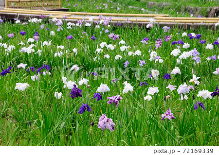 庄内緑地公園の花しょうぶ 72169339