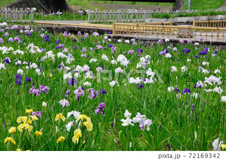 庄内緑地公園の花しょうぶ 庄内緑地公園の花しょうぶ 72169342