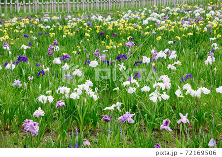 庄内緑地公園の花しょうぶ 72169506