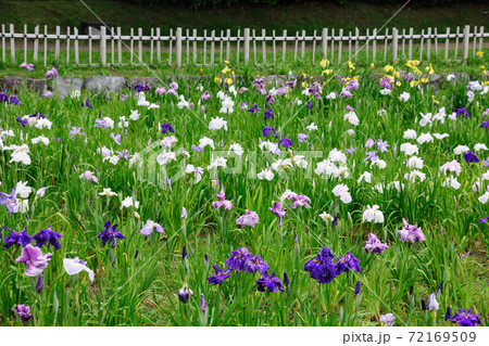 庄内緑地公園の花しょうぶ 庄内緑地公園の花しょうぶ 72169509