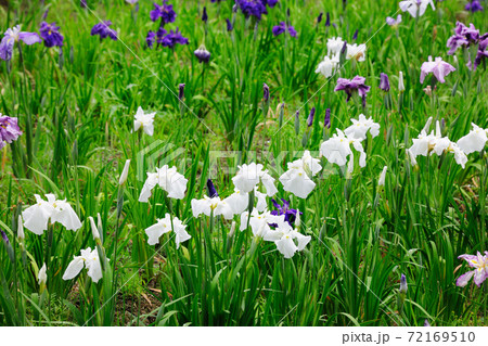 庄内緑地公園の花しょうぶ 72169510