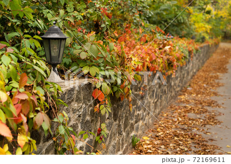 Old rusty street wall lantern in beautiful inflorescence of autumn ivy garden or wild grapes. Selective focus 72169611