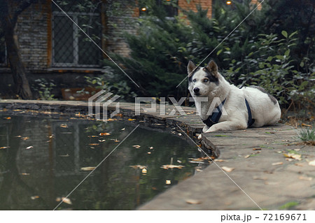 White with black ears Husky wearing walking schleia looks at camera while laying on fountain or pond against of falling yellow leaves on background White with black ears Husky wearing walking schleia looks at camera while laying on fountain or pond against of falling yellow leaves on background 72169671