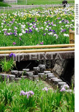 庄内緑地公園の花しょうぶ 72169899