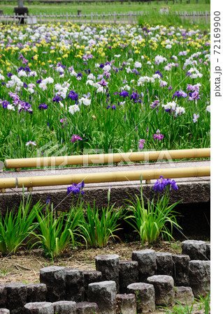 庄内緑地公園の花しょうぶ 庄内緑地公園の花しょうぶ 72169900